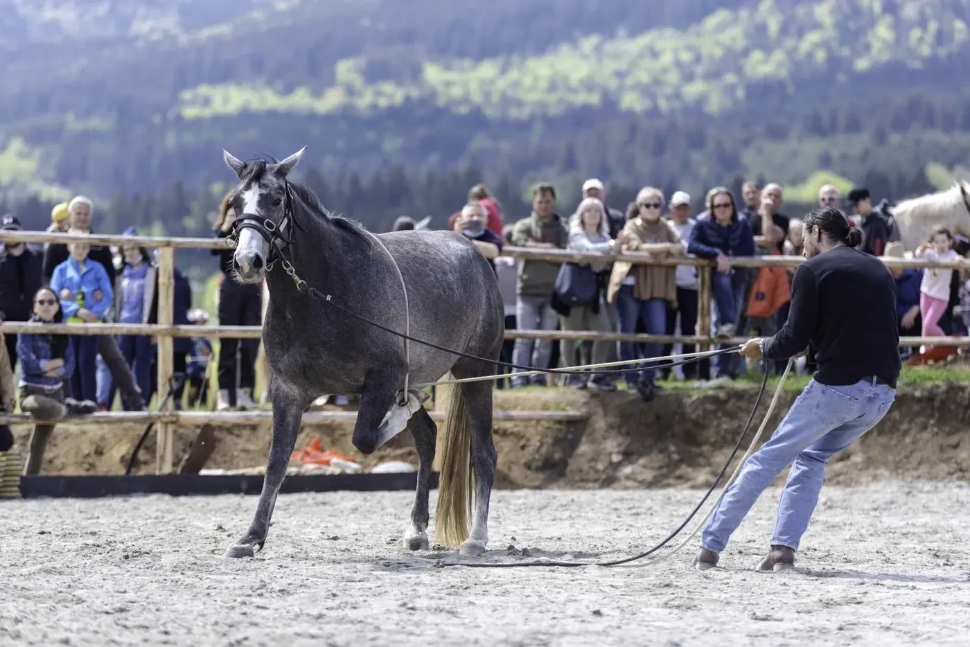 Un instructor lucrează cu un cal negru în fața publicului.